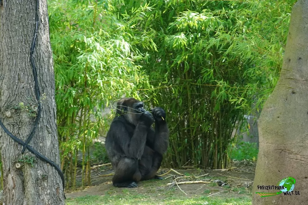 Westlicher Flachland-Gorilla im Zoo Krefeld - 2016