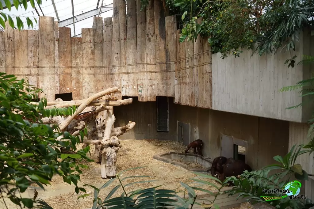 Orang-Utan im Zoo Krefeld - 2016