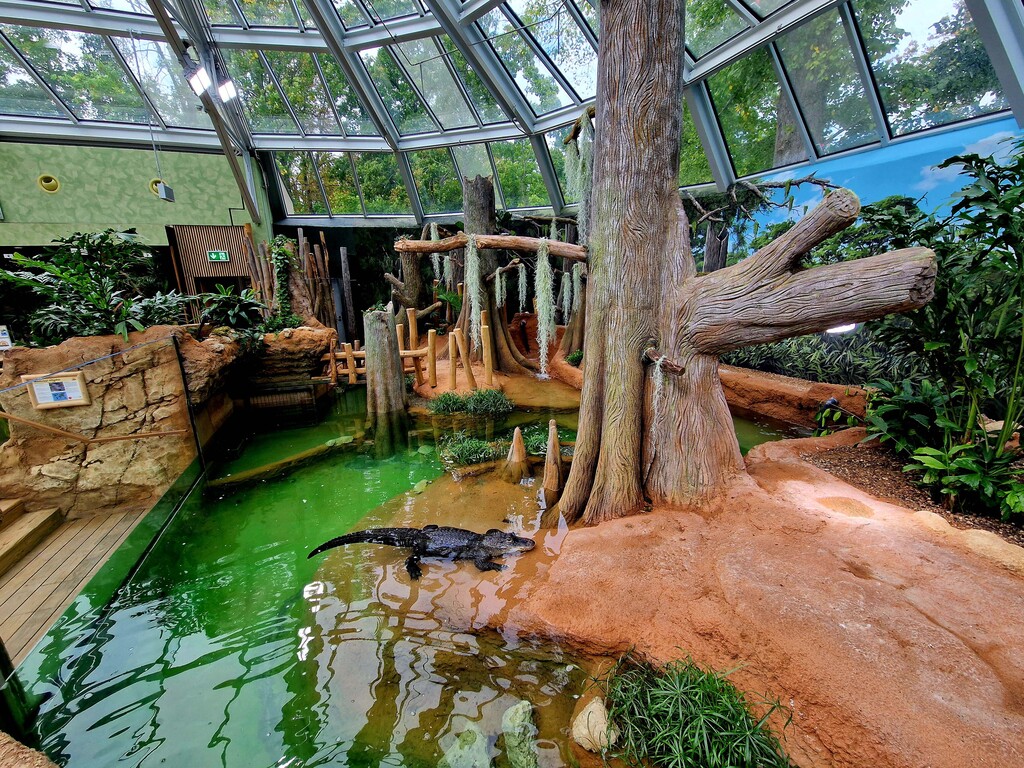 31_Strahlenschildkrte im neuen Geheg (3).jpg