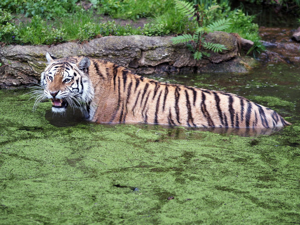 09_Amurtiger Czar nimmt ein Bad in der Tiger Taiga_c_Zoo Leipzig.JPG