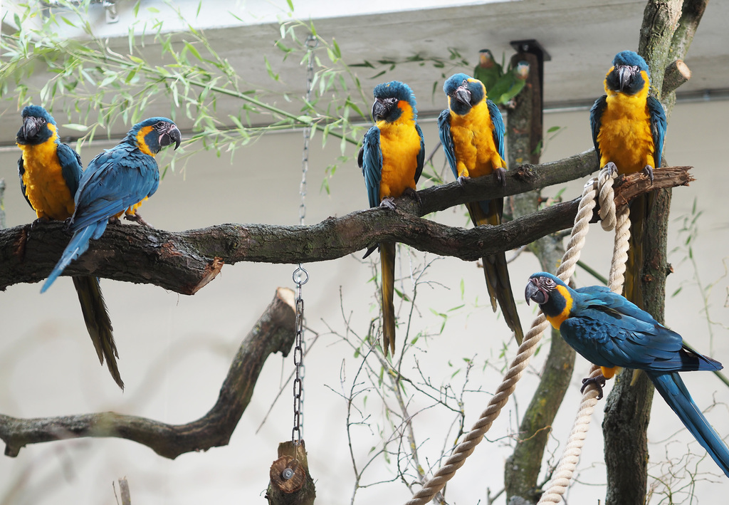 10_Blaukehlaras - dieogen_c_Zoo Leipzig.jpg