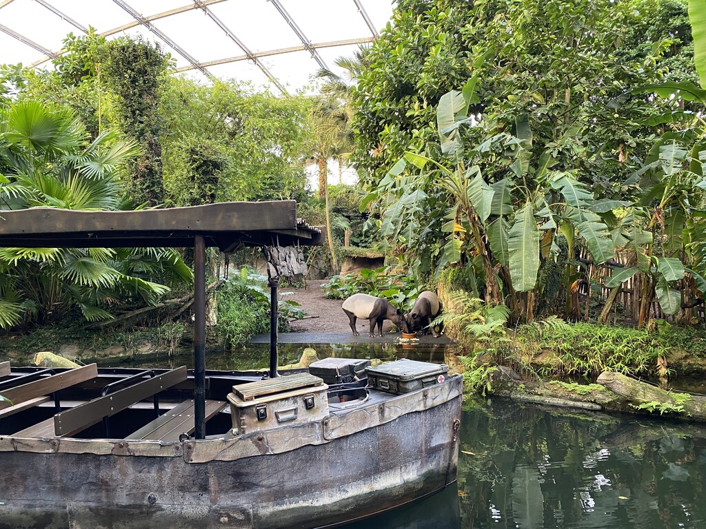 11_Schabrackentapire Nessa und Nuang mit dem Boot in Gondwanaland entdecken_c_Zoo Leipzig.JPG