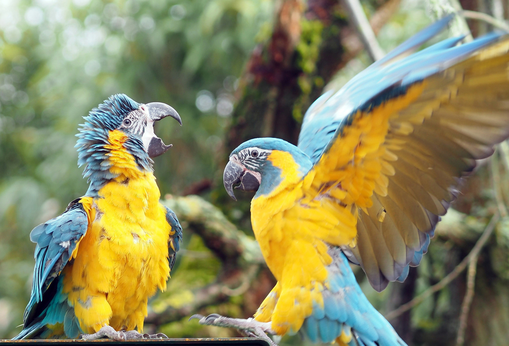 14_Blaukehlaras in der Freiflugvoliere Amazonien_c_Zoo Leipzig.jpg