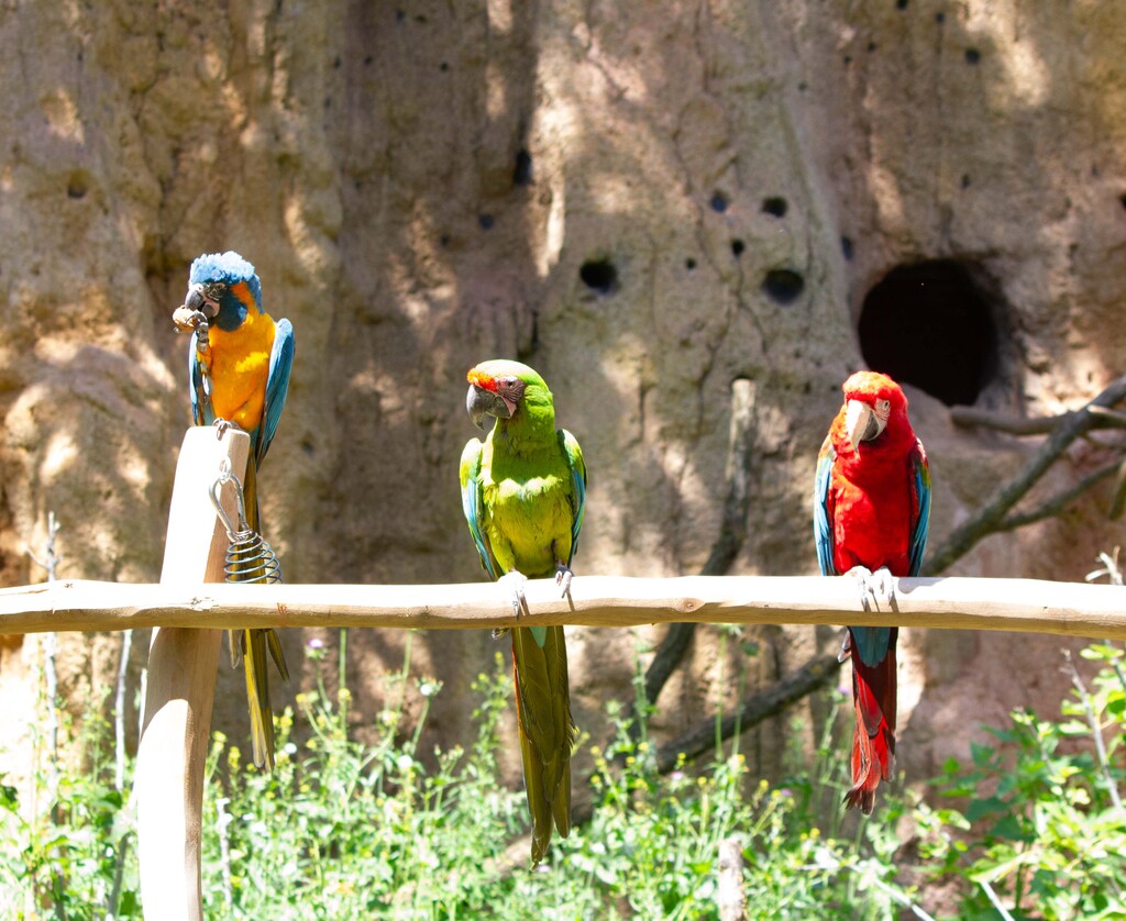 25_Seltene Papageien in den neuen Vogelwelten erleben  @ Zoo Leipzig.jpg
