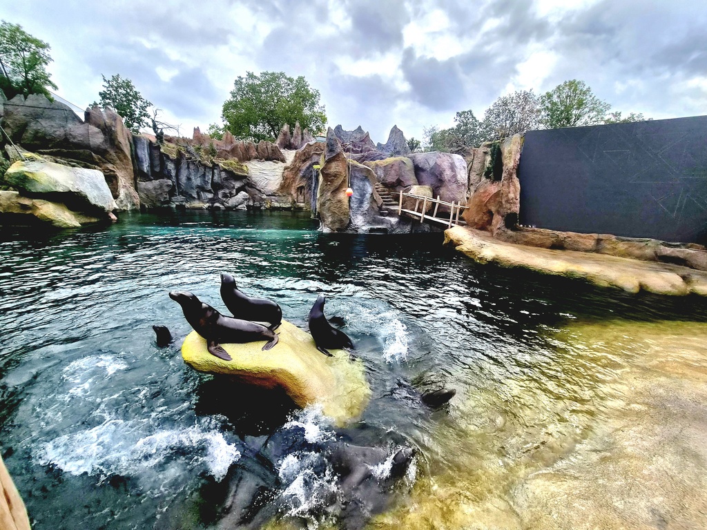 37 Seelwen im neuen Feuerland  Zoo Leipzig.jpg