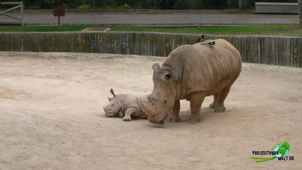 Panzernashorn im Zoo Madrid - 2009