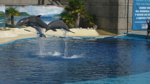 Zufälliges Bild aus Delfinarium