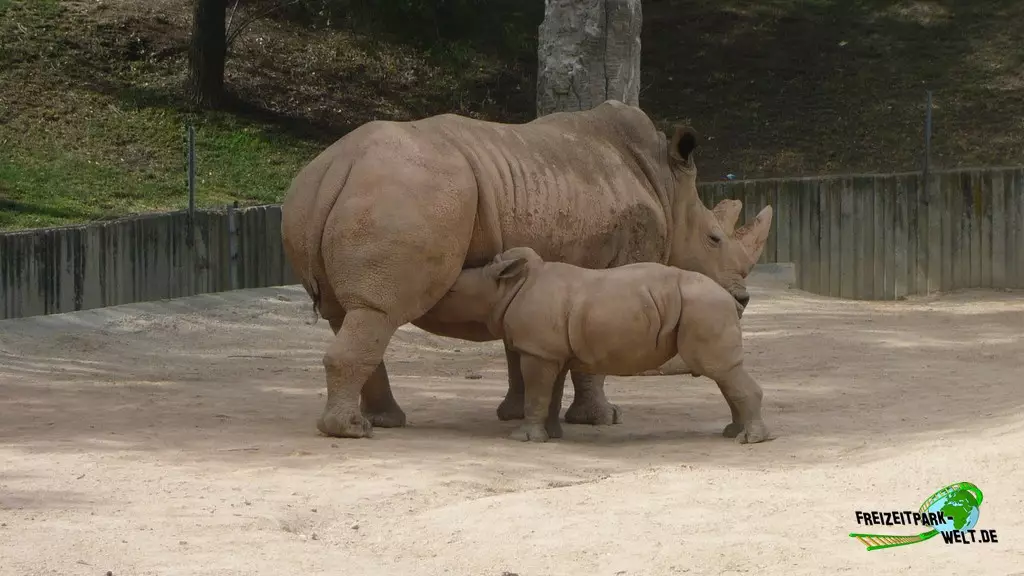 Panzernashorn im Zoo Madrid - 2009