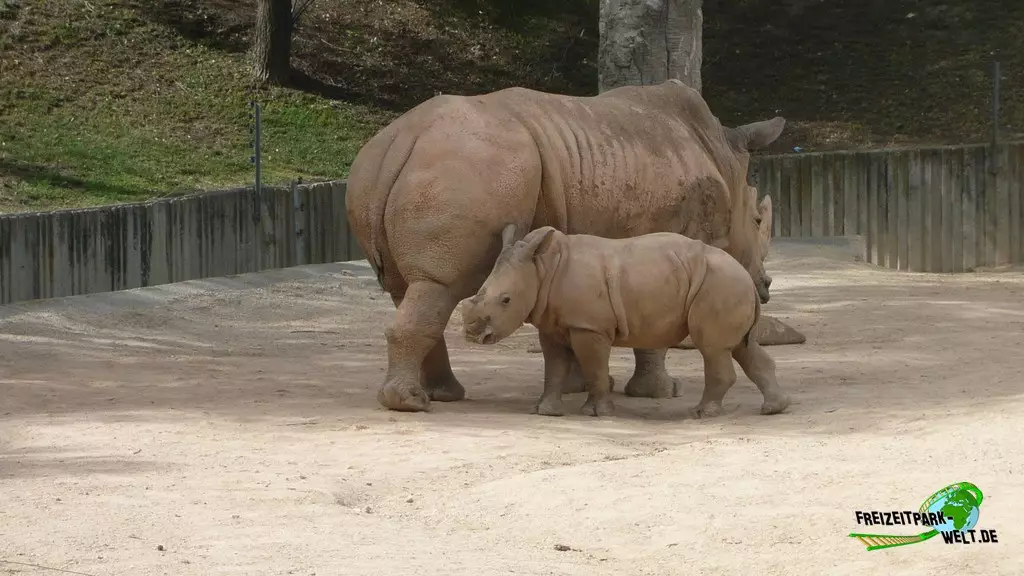 Panzernashorn im Zoo Madrid - 2009