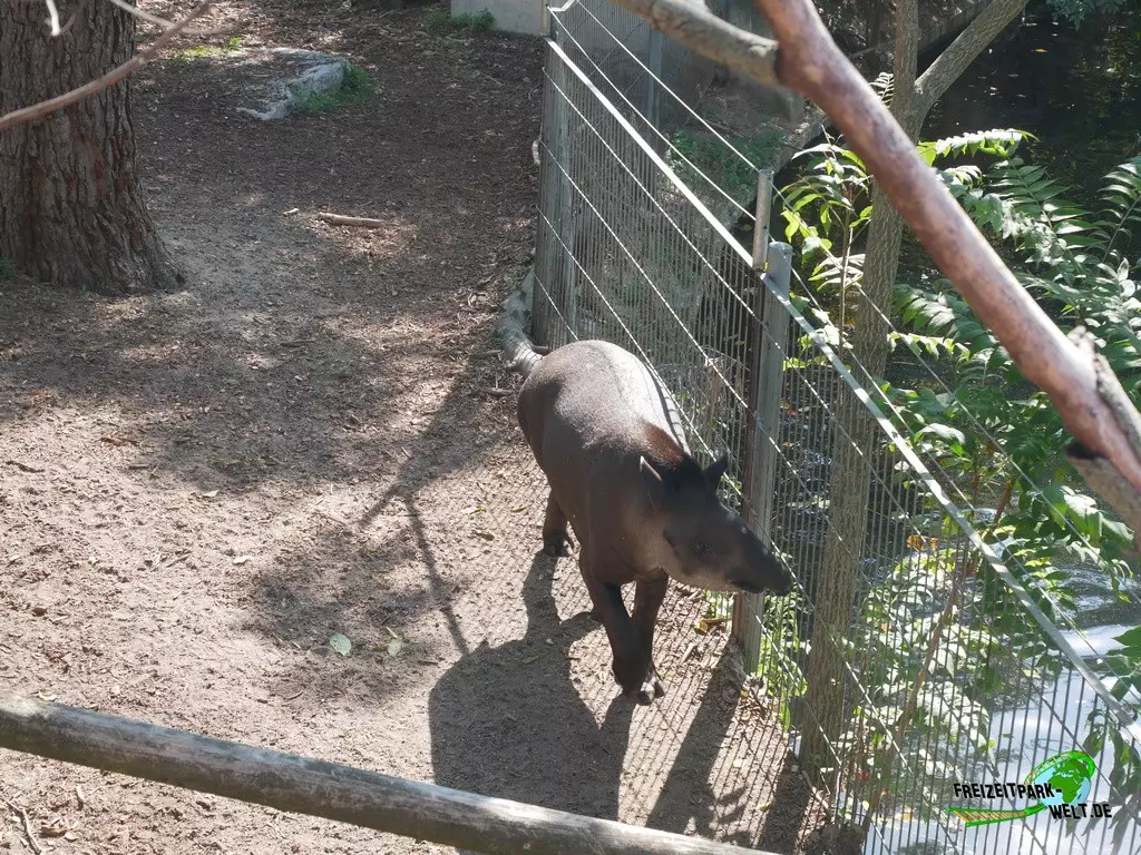 Flachlandtapir im Zoo Madrid - 2021