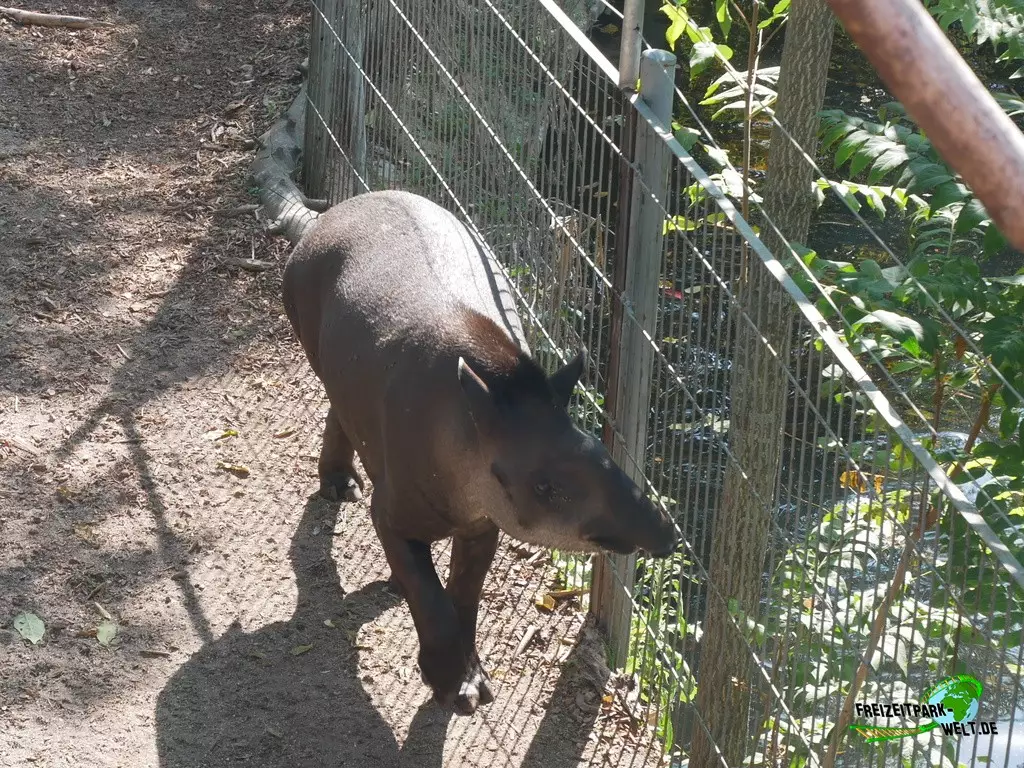 Flachlandtapir im Zoo Madrid - 2021
