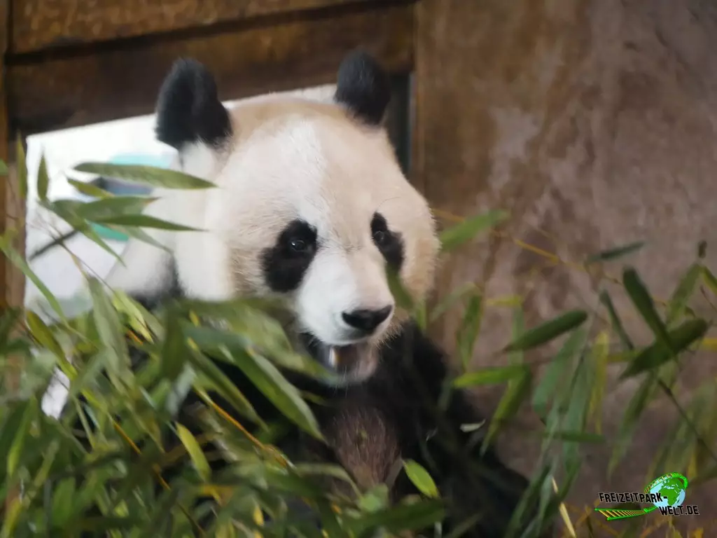 Großer Panda im Zoo Madrid - 2021