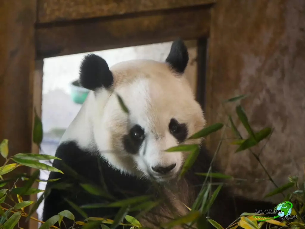 Großer Panda im Zoo Madrid - 2021