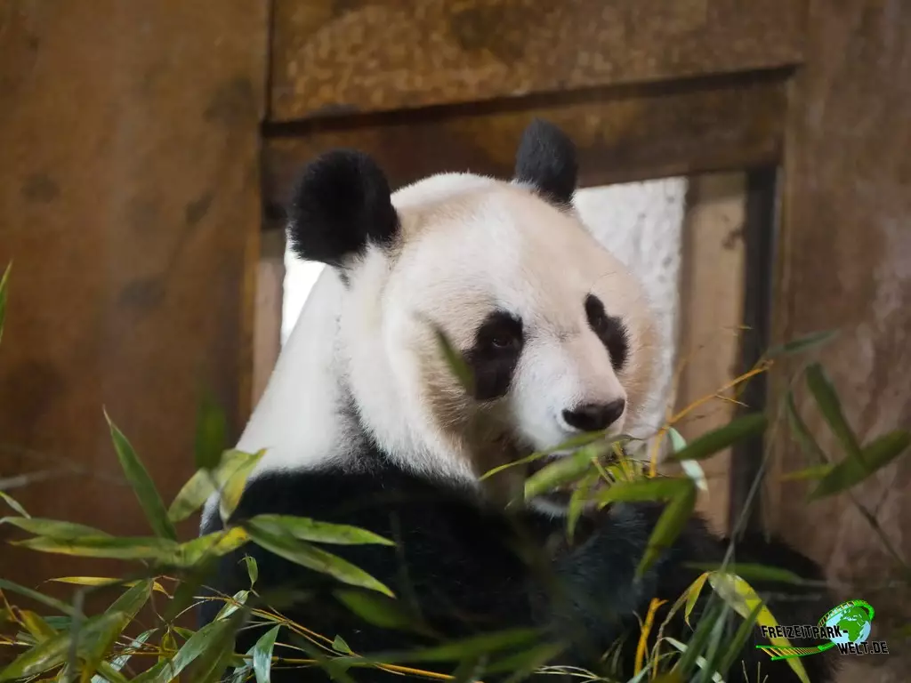 Großer Panda im Zoo Madrid - 2021