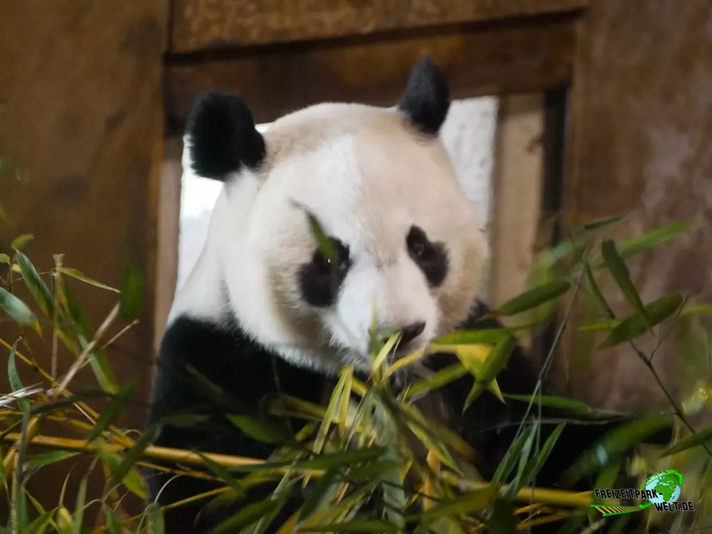 Großer Panda im Zoo Madrid - 2021
