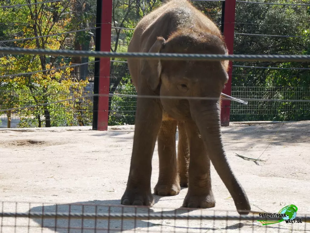 Asiatischer Elefant im Zoo Madrid - 2021