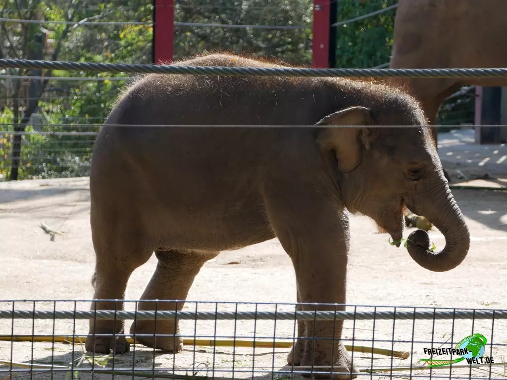 Asiatischer Elefant im Zoo Madrid - 2021