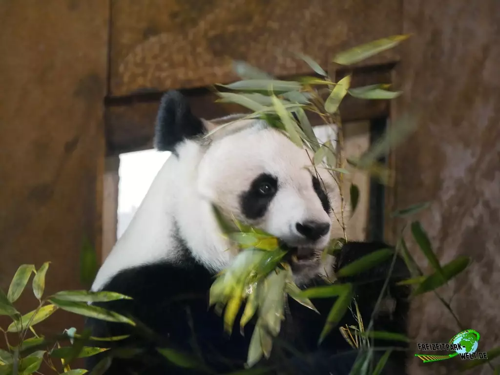 Großer Panda im Zoo Madrid - 2021
