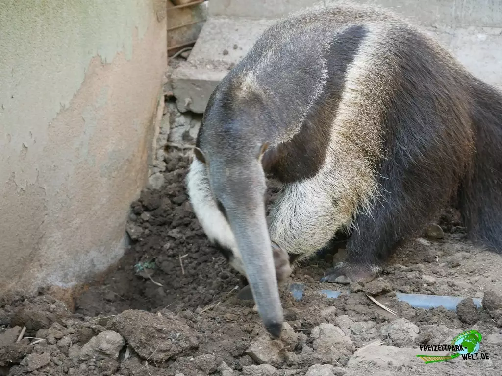 Großer Ameisenbär im Zoo Madrid - 2021