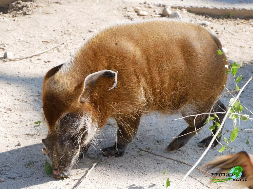 Pinselohrschwein im Zoo Madrid - 2021