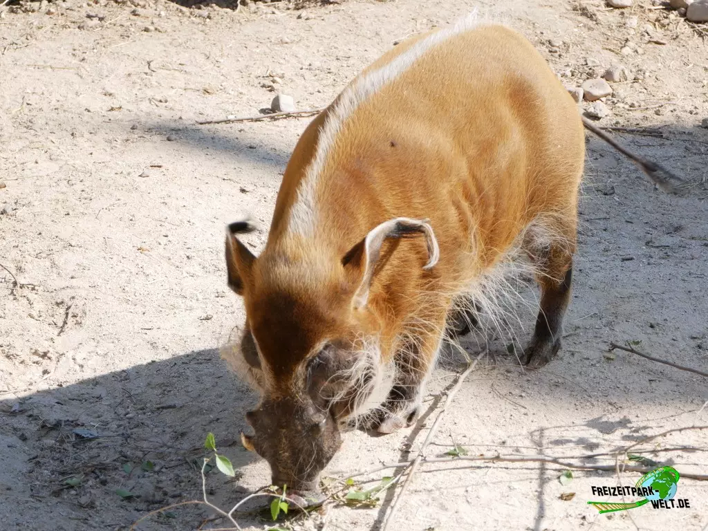 Pinselohrschwein im Zoo Madrid - 2021