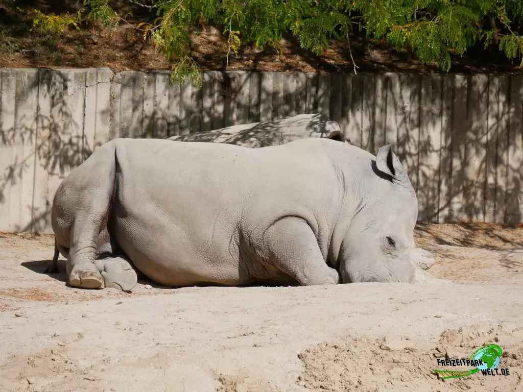 Panzernashorn im Zoo Madrid - 2021