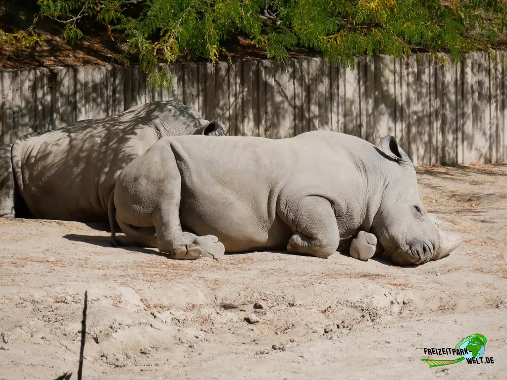 Panzernashorn im Zoo Madrid - 2021