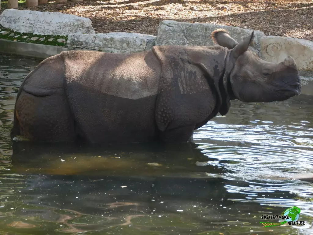 Panzernashorn im Zoo Madrid - 2021
