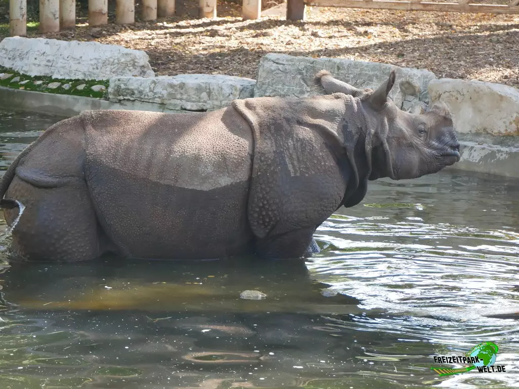 Panzernashorn im Zoo Madrid - 2021