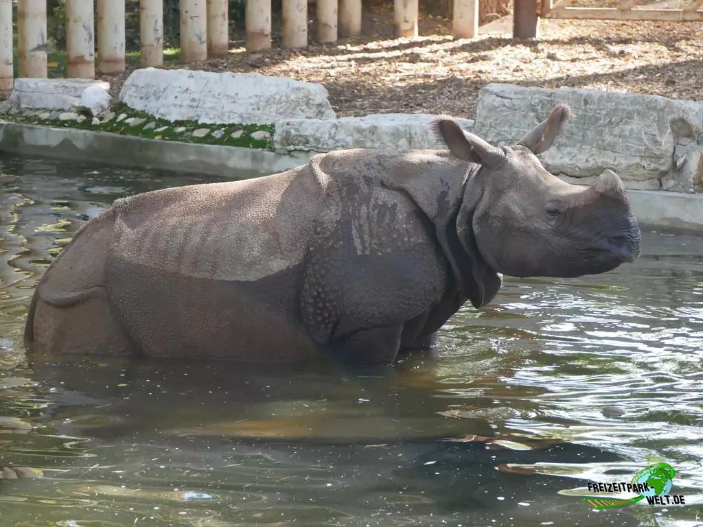 Panzernashorn im Zoo Madrid - 2021