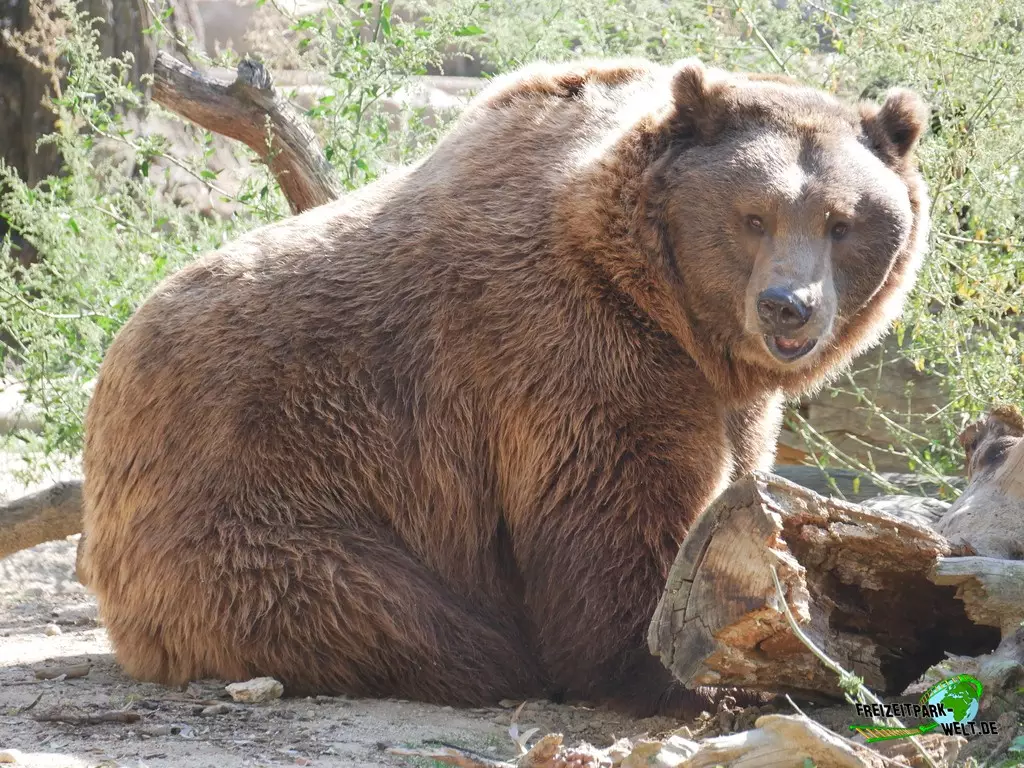Braunbär im Zoo Madrid - 2021