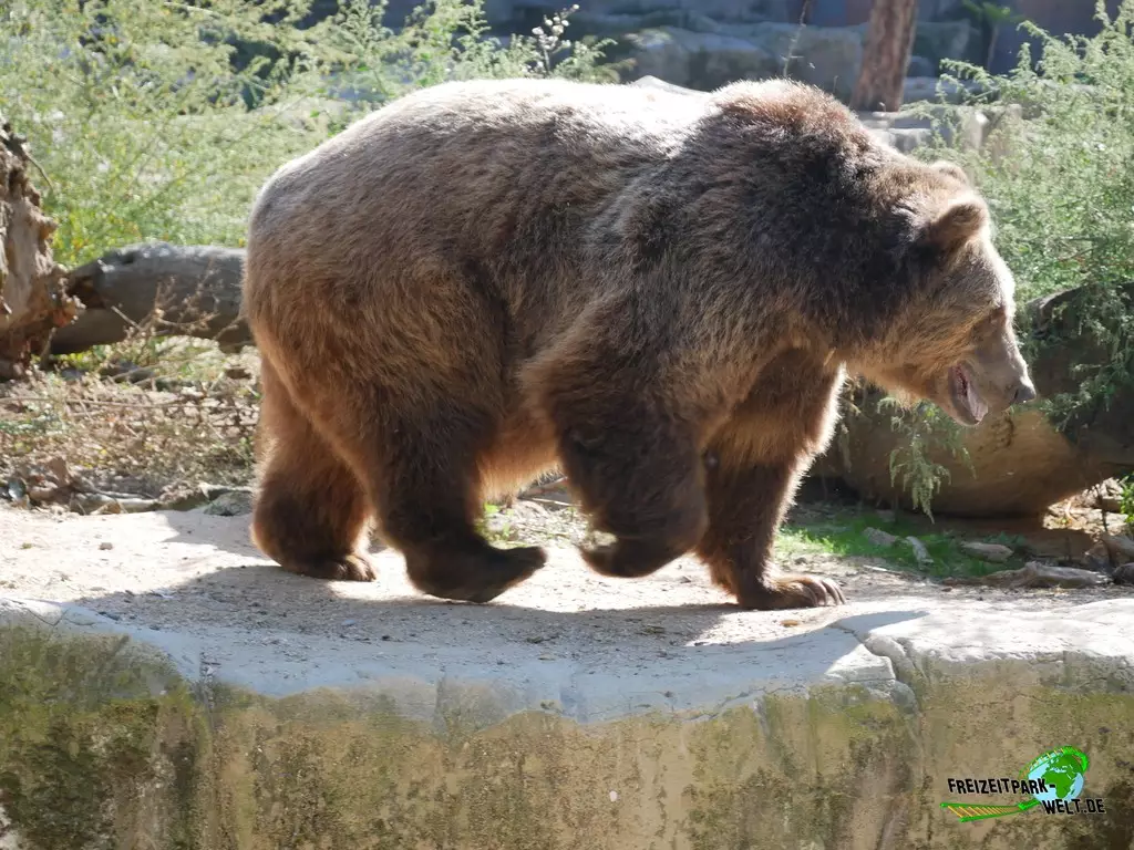 Braunbär im Zoo Madrid - 2021