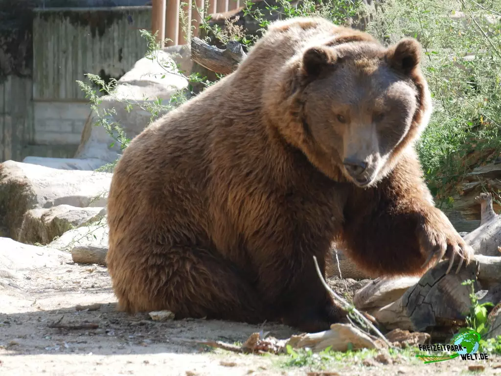Braunbär im Zoo Madrid - 2021