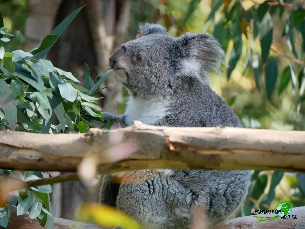 Koala im Zoo Madrid - 2021