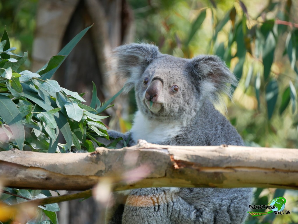 Koala im Zoo Madrid - 2021: Koalas sind neben den großen Pandas einer der Highlights im Zoo Madrid.