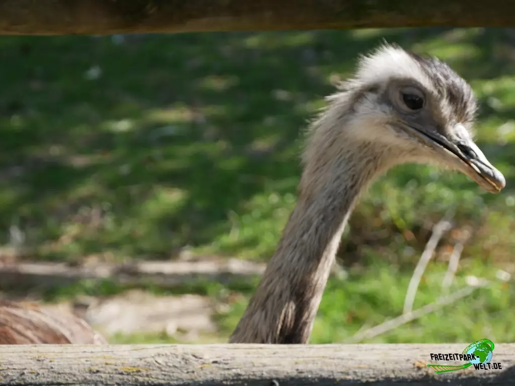 Nandu im Zoo Madrid - 2021