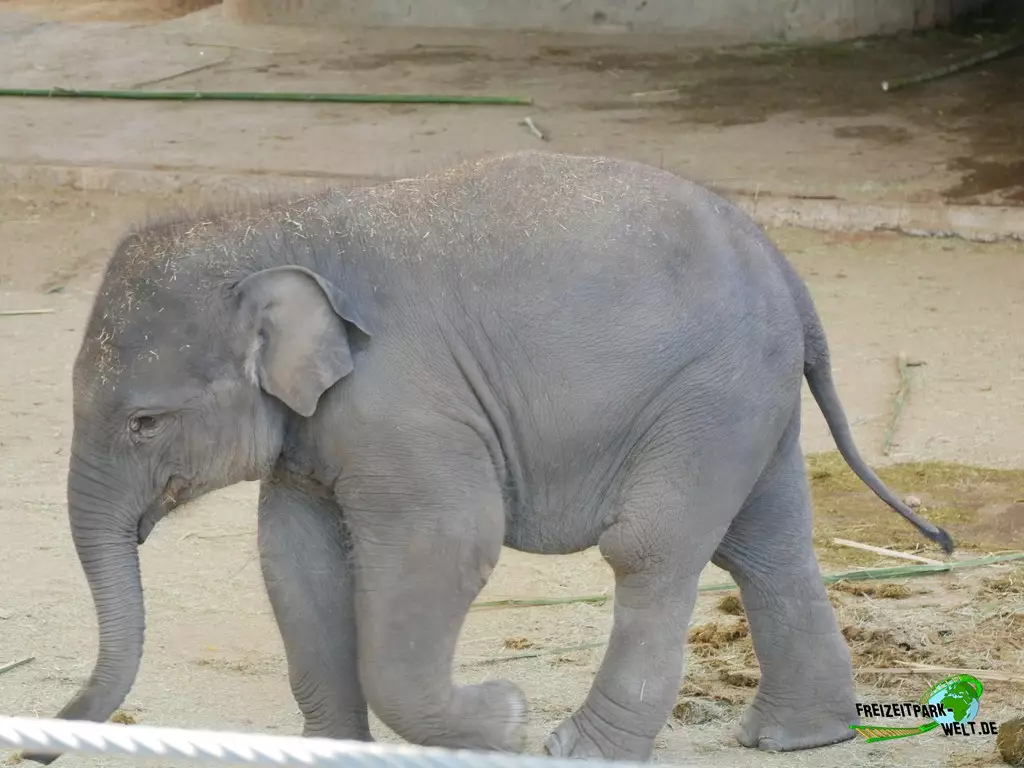 Asiatischer Elefant im Zoo Madrid - 2021