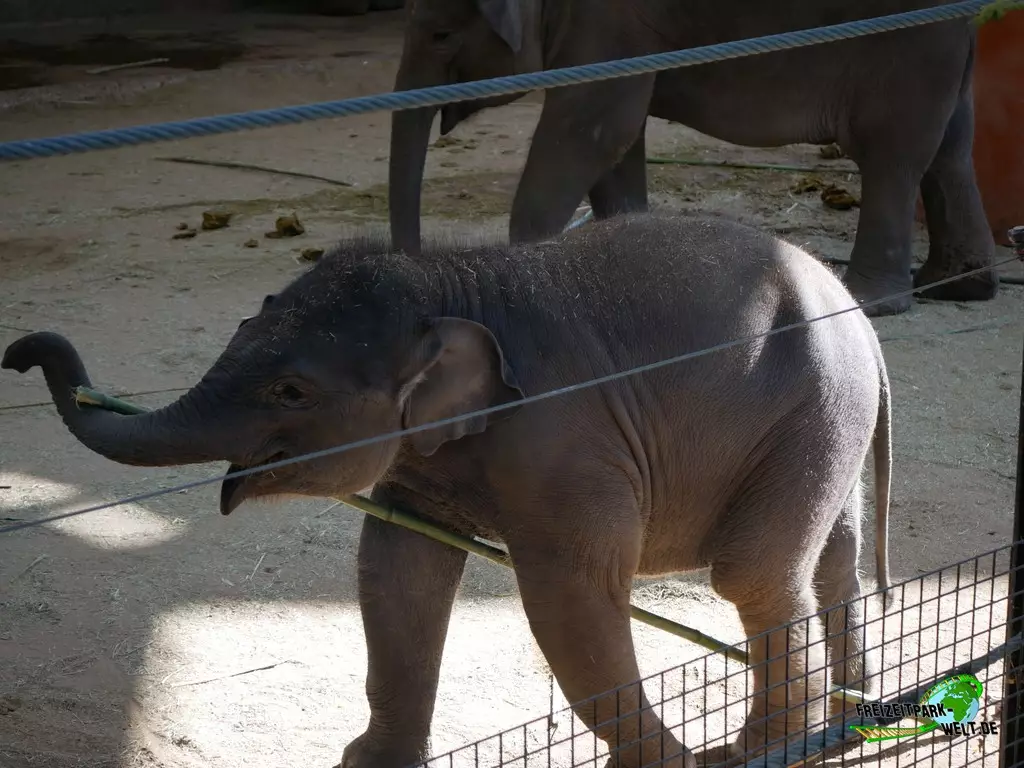 Asiatischer Elefant im Zoo Madrid - 2021