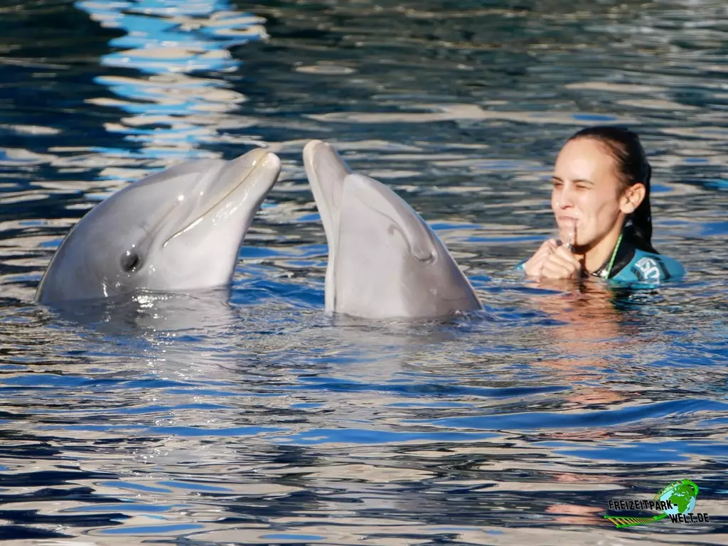 Großer Tümmler im Zoo Madrid - 2021