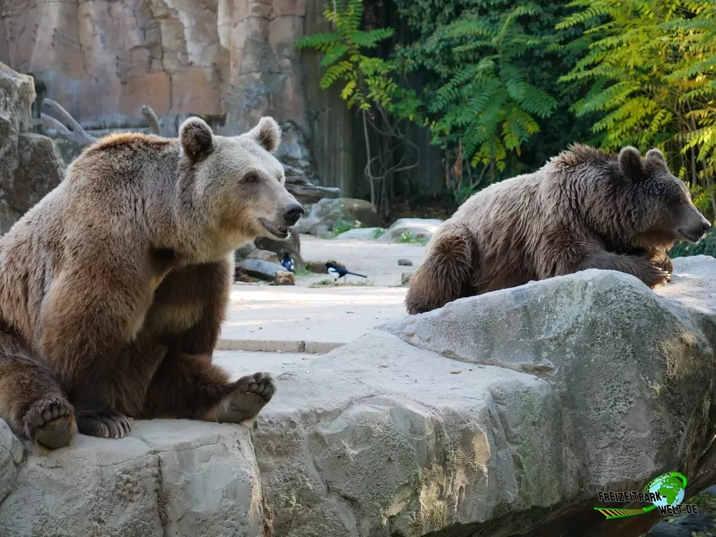 Braunbär im Zoo Madrid - 2021