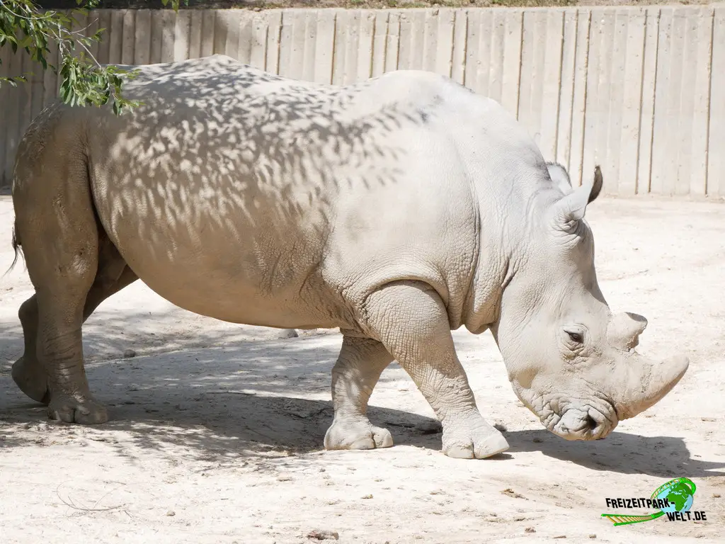 Panzernashorn im Zoo Madrid - 2024
