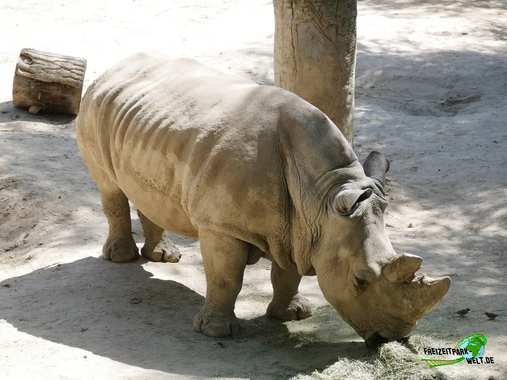 Panzernashorn im Zoo Madrid - 2024