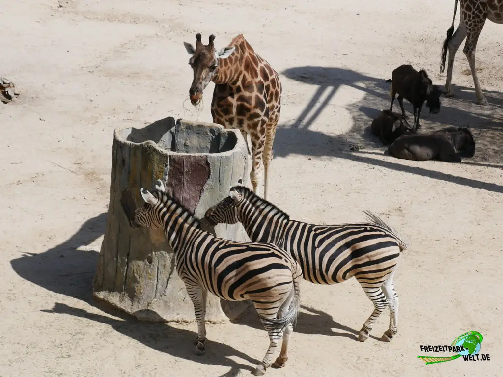 Giraffe im Zoo Madrid - 2024