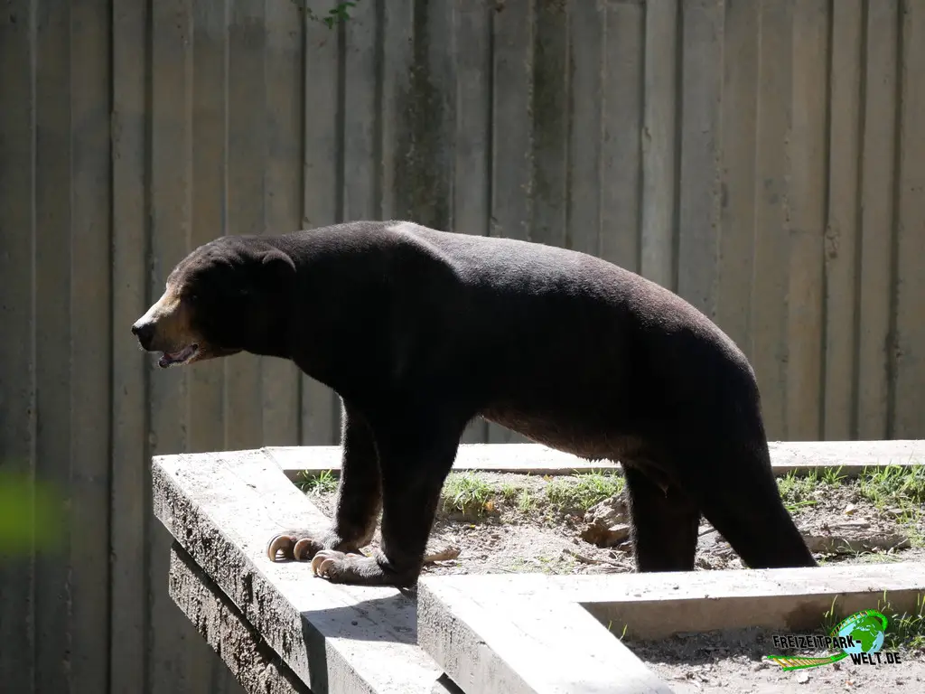 Braunbär im Zoo Madrid - 2024