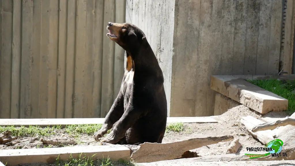 Braunbär im Zoo Madrid - 2024