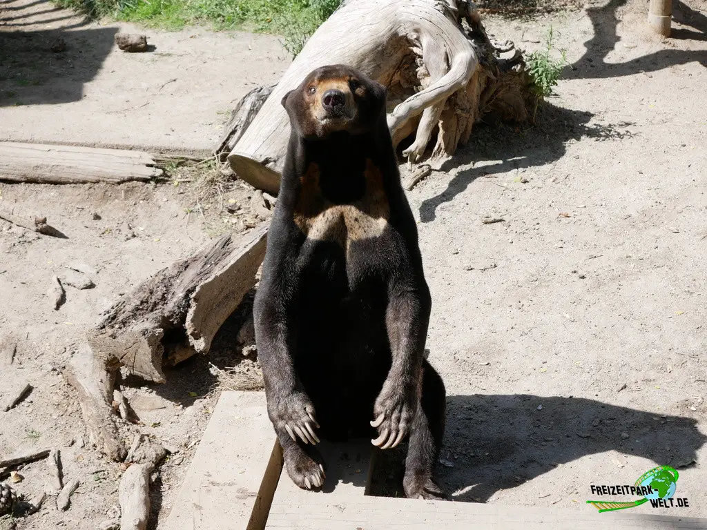 Braunbär im Zoo Madrid - 2024