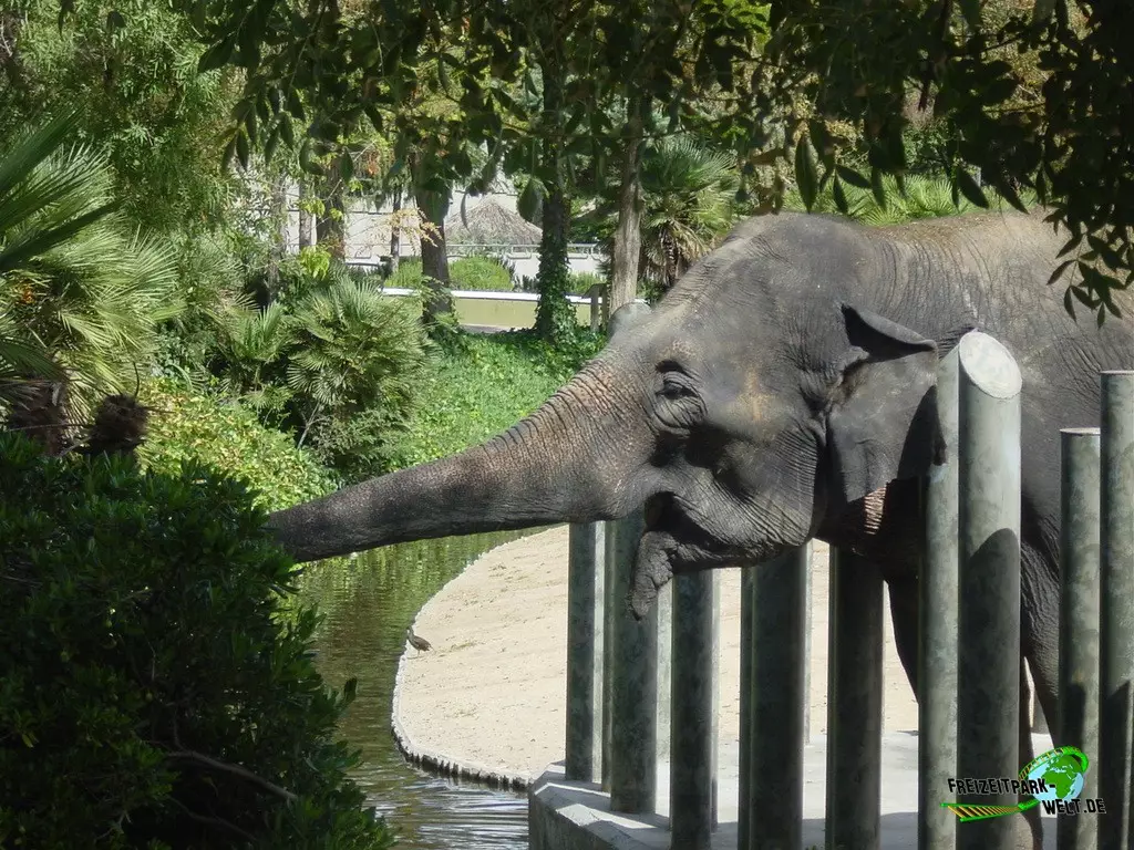 Asiatischer Elefant im Zoo Madrid - 2003