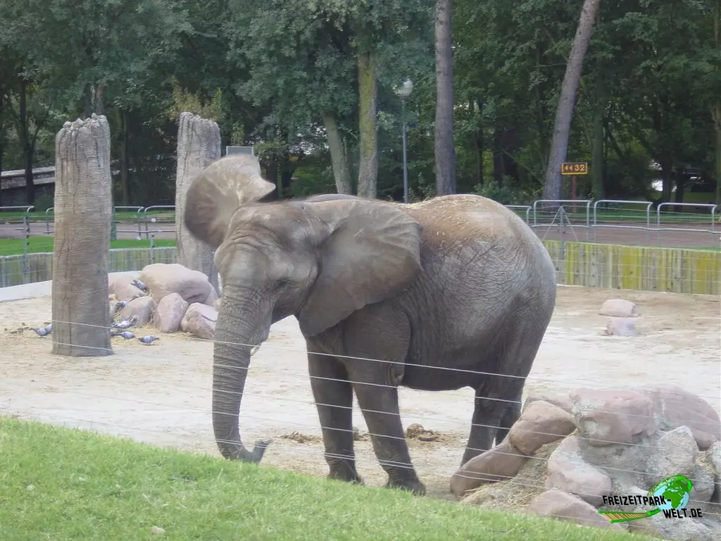 Asiatischer Elefant im Zoo Madrid - 2003