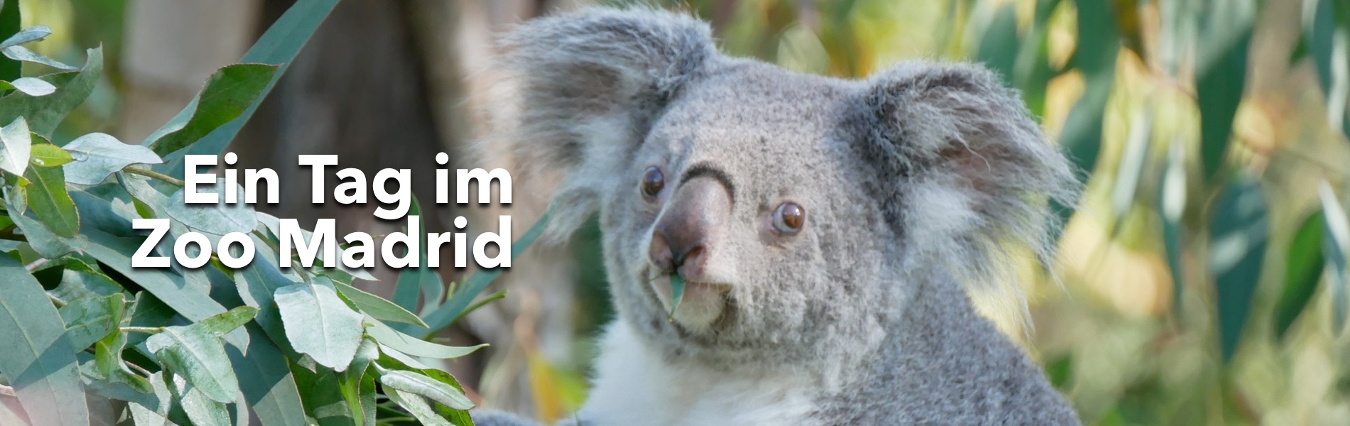 Teaser Ein Tag im Zoo Madrid