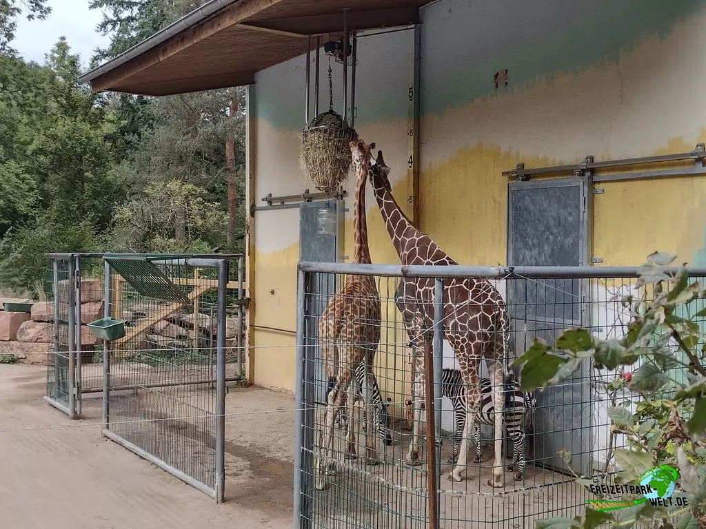 Giraffe im Zoo Neunkirchen - 2022